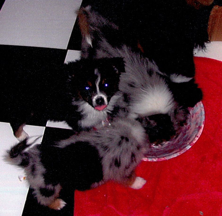 charlie in his bowl_edited-1