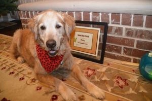 11 year old Toby graduates basic manners class